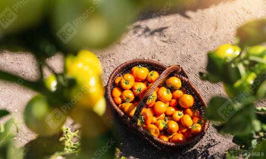 Different tomatoes in a baskets at the greenhouse. Harvesting tomatoes in a greenhouse. Healthy food production concept image  : Stock Photo or Stock Video Download rcfotostock photos, images and assets rcfotostock | RC Photo Stock.: