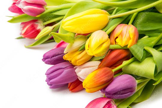 different Tulip flowers  : Stock Photo or Stock Video Download rcfotostock photos, images and assets rcfotostock | RC Photo Stock.: