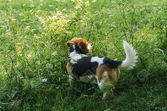 dog Beagle on a walk on a field  : Stock Photo or Stock Video Download rcfotostock photos, images and assets rcfotostock | RC Photo Stock.: