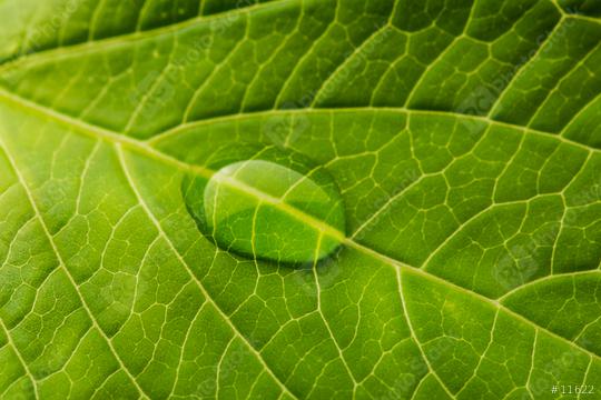 drop of water on a leaf  : Stock Photo or Stock Video Download rcfotostock photos, images and assets rcfotostock | RC Photo Stock.: