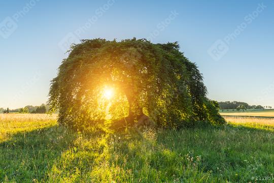 Dwarf Beech at sunset  : Stock Photo or Stock Video Download rcfotostock photos, images and assets rcfotostock | RC Photo Stock.: