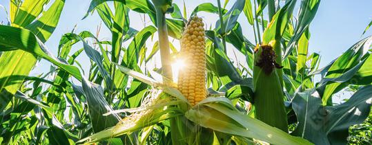 Ear of corn in a field in summer before harvest, banner size  : Stock Photo or Stock Video Download rcfotostock photos, images and assets rcfotostock | RC Photo Stock.: