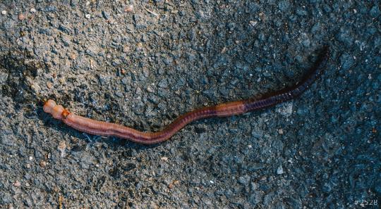 Earthworm dendrobena on a asphalt road  : Stock Photo or Stock Video Download rcfotostock photos, images and assets rcfotostock | RC Photo Stock.: