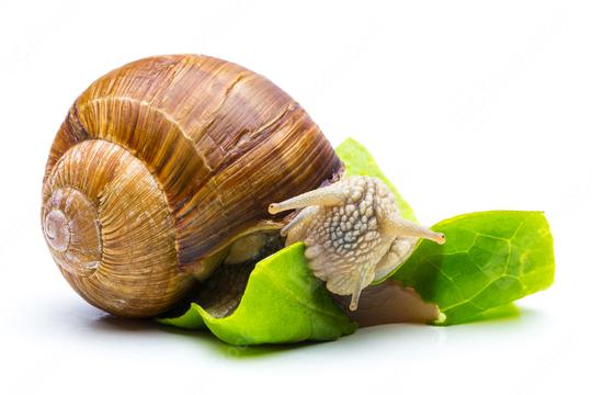 eating Roman snail   : Stock Photo or Stock Video Download rcfotostock photos, images and assets rcfotostock | RC Photo Stock.: