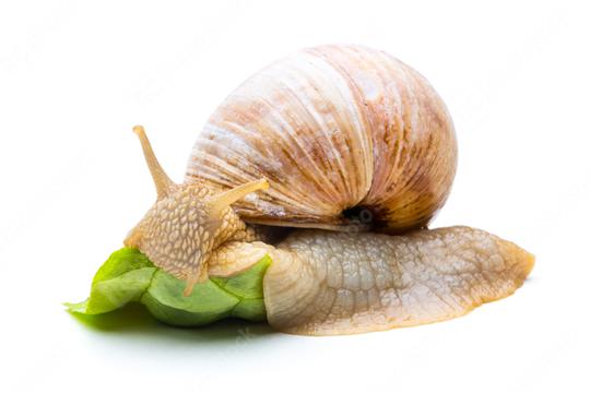 eating snail  : Stock Photo or Stock Video Download rcfotostock photos, images and assets rcfotostock | RC Photo Stock.: