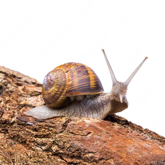 edible snail  : Stock Photo or Stock Video Download rcfotostock photos, images and assets rcfotostock | RC Photo Stock.: