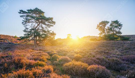 endless hills with blooming heather and trees at sunrise  : Stock Photo or Stock Video Download rcfotostock photos, images and assets rcfotostock | RC Photo Stock.: