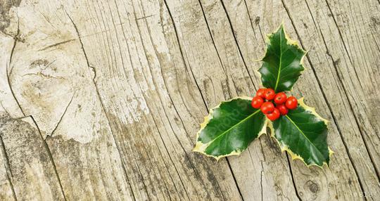 European Holly (Ilex aquifolium), christmas decoration, on wooden table  : Stock Photo or Stock Video Download rcfotostock photos, images and assets rcfotostock | RC Photo Stock.: