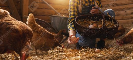 Famer woman grabs organic eggs from her hens in basket at a henhouse  : Stock Photo or Stock Video Download rcfotostock photos, images and assets rcfotostock | RC Photo Stock.: