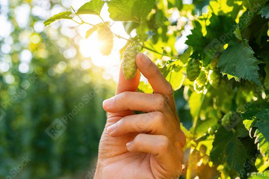 Farmer checks ripe hop cones for making beer and bread closeup, bokeh background. Hops field in Bavaria Germany.  : Stock Photo or Stock Video Download rcfotostock photos, images and assets rcfotostock | RC Photo Stock.: