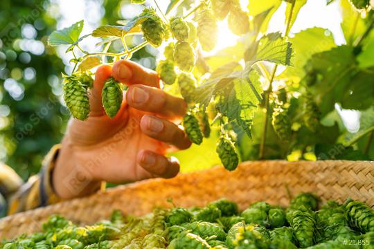Farmer hand checking the quality of this years hops harvest in the field in Bavaria Germany.  : Stock Photo or Stock Video Download rcfotostock photos, images and assets rcfotostock | RC Photo Stock.: