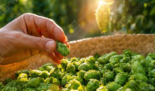 Farmer hand holding hop over a basket from this years hops harvest in the field in Bavaria Germany.  : Stock Photo or Stock Video Download rcfotostock photos, images and assets rcfotostock | RC Photo Stock.: