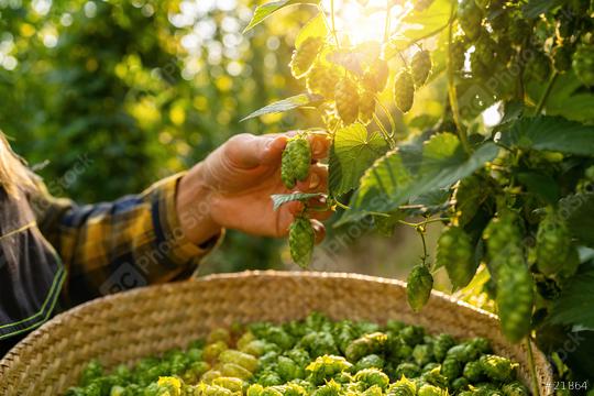 Farmer hand picking hops harvest in the field in Bavaria Germany.  : Stock Photo or Stock Video Download rcfotostock photos, images and assets rcfotostock | RC Photo Stock.: