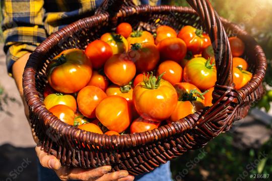 farmer hands with baskept of ripe red cherry and meat tomatoes in greenhouse. Farmer, Growing tomatoes, Vegetable business, Greenhouse with tomatoes  : Stock Photo or Stock Video Download rcfotostock photos, images and assets rcfotostock | RC Photo Stock.: