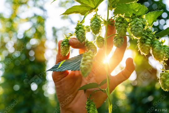 Farmer inspected ripe hop cones for making beer and bread closeup, bokeh background. Hops field in Bavaria Germany.  : Stock Photo or Stock Video Download rcfotostock photos, images and assets rcfotostock | RC Photo Stock.: