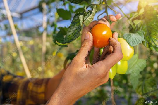 Farmer is harvesting tomatoes in greenhouse. Woman