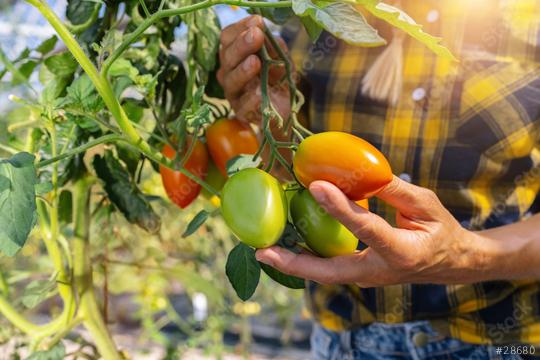 Farmer is harvesting tomatoes. Woman