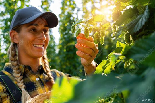 Farmer woman checking the quality of this years hops harvest in the field  : Stock Photo or Stock Video Download rcfotostock photos, images and assets rcfotostock | RC Photo Stock.: