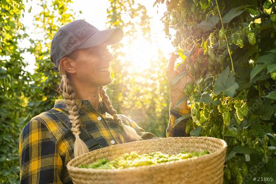 Farmer woman checking the quality of this years hops harvest in the field, in Bavaria Germany.  : Stock Photo or Stock Video Download rcfotostock photos, images and assets rcfotostock | RC Photo Stock.: