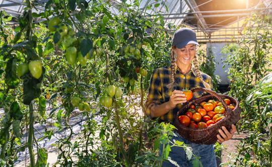 Female farmer harvesting ripe tomatoes and carrying boxes in greenhouse, seasonal work  : Stock Photo or Stock Video Download rcfotostock photos, images and assets rcfotostock | RC Photo Stock.: