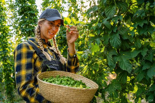 Female farmer holding basket with hops of this years hops harvest in the field in Bavaria Germany.  : Stock Photo or Stock Video Download rcfotostock photos, images and assets rcfotostock | RC Photo Stock.: