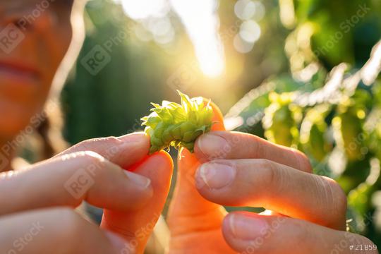 Female farmer testing the quality of ripe hop harvest touching the umbels in Bavaria Germany.  : Stock Photo or Stock Video Download rcfotostock photos, images and assets rcfotostock | RC Photo Stock.: