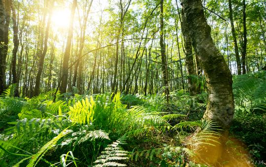 Ferns In The Forest with Sunbeams  : Stock Photo or Stock Video Download rcfotostock photos, images and assets rcfotostock | RC Photo Stock.:
