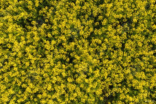 field of rapeseed flower. drone shot  : Stock Photo or Stock Video Download rcfotostock photos, images and assets rcfotostock | RC Photo Stock.: