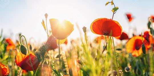 Field of red poppies  : Stock Photo or Stock Video Download rcfotostock photos, images and assets rcfotostock | RC Photo Stock.: