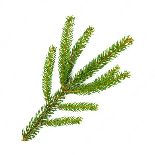 fir branch for Christmas isolated on white background  : Stock Photo or Stock Video Download rcfotostock photos, images and assets rcfotostock | RC Photo Stock.:
