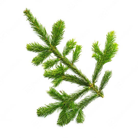 fir branche arm   : Stock Photo or Stock Video Download rcfotostock photos, images and assets rcfotostock | RC Photo Stock.:
