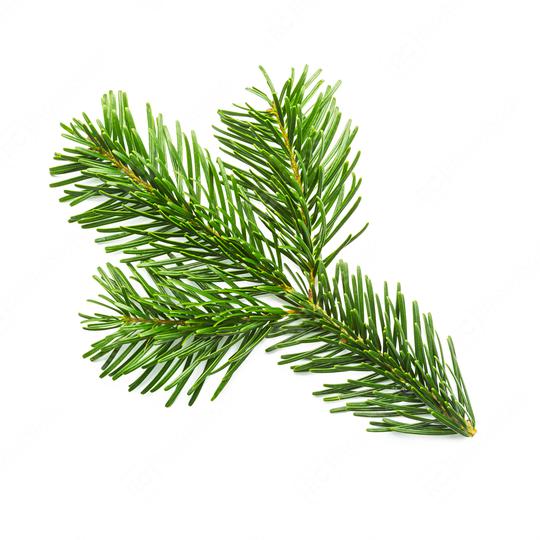 fir branche from a christmas tree   : Stock Photo or Stock Video Download rcfotostock photos, images and assets rcfotostock | RC Photo Stock.: