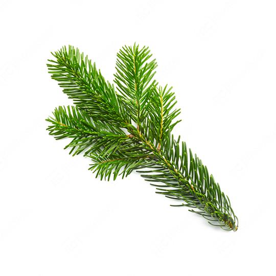 fir branche isolated on white  : Stock Photo or Stock Video Download rcfotostock photos, images and assets rcfotostock | RC Photo Stock.: