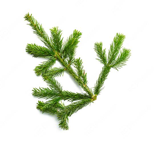 fir branche on white   : Stock Photo or Stock Video Download rcfotostock photos, images and assets rcfotostock | RC Photo Stock.: