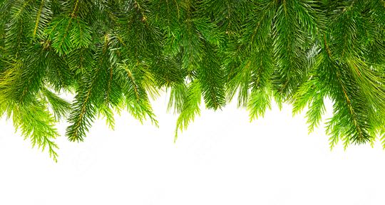 fir branches mix for christmas  : Stock Photo or Stock Video Download rcfotostock photos, images and assets rcfotostock | RC Photo Stock.: