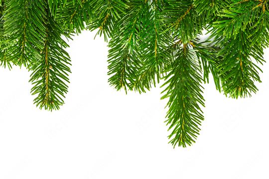 fir branches on white  : Stock Photo or Stock Video Download rcfotostock photos, images and assets rcfotostock | RC Photo Stock.: