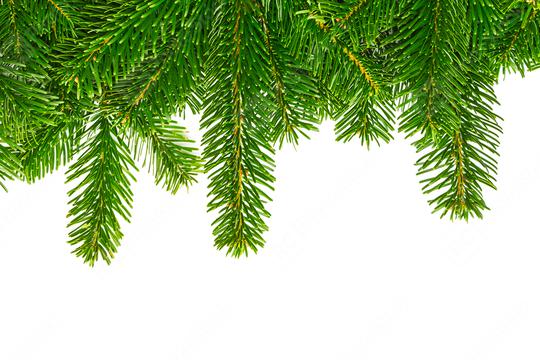 fir branches on white background  : Stock Photo or Stock Video Download rcfotostock photos, images and assets rcfotostock | RC Photo Stock.: