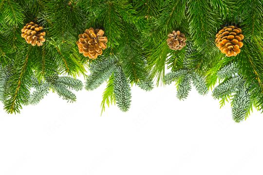 fir branches with pine cones  : Stock Photo or Stock Video Download rcfotostock photos, images and assets rcfotostock | RC Photo Stock.: