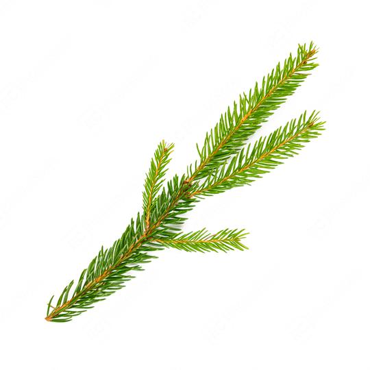 Fir tree branch isolated on white background  : Stock Photo or Stock Video Download rcfotostock photos, images and assets rcfotostock | RC Photo Stock.: