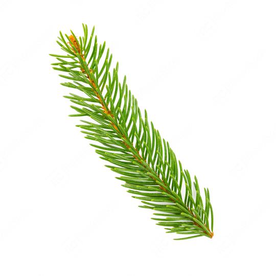 fir tree branch on white background  : Stock Photo or Stock Video Download rcfotostock photos, images and assets rcfotostock | RC Photo Stock.: