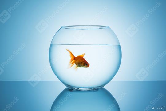 fish in a fishbowl  : Stock Photo or Stock Video Download rcfotostock photos, images and assets rcfotostock | RC Photo Stock.: