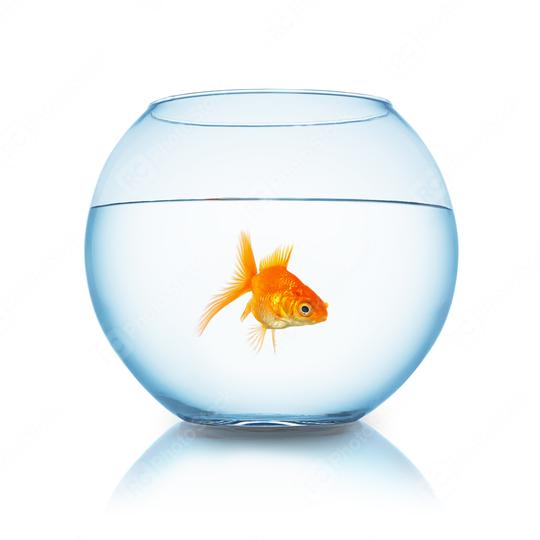 fishbowl with fish  : Stock Photo or Stock Video Download rcfotostock photos, images and assets rcfotostock | RC Photo Stock.: