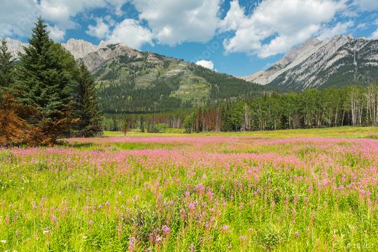 Flower field at the canadian rockies at banff canada  : Stock Photo or Stock Video Download rcfotostock photos, images and assets rcfotostock | RC Photo Stock.: