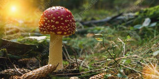 Fly Agaric in the deep forest, with copyspace for your individual text.  : Stock Photo or Stock Video Download rcfotostock photos, images and assets rcfotostock | RC Photo Stock.: