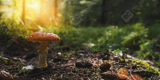 Fly Agaric in the forest, banner size, with copyspace for your individual text.  : Stock Photo or Stock Video Download rcfotostock photos, images and assets rcfotostock | RC Photo Stock.: