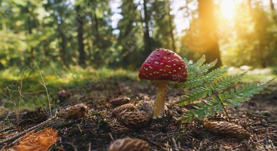 Fly Agaric in the forest with sunlight, with copyspace for your individual text.  : Stock Photo or Stock Video Download rcfotostock photos, images and assets rcfotostock | RC Photo Stock.: