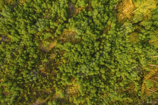 Forest background. Drone point of view.  : Stock Photo or Stock Video Download rcfotostock photos, images and assets rcfotostock | RC Photo Stock.: