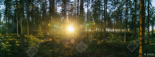forest backlighted by golden sunlight before sunset panorama  : Stock Photo or Stock Video Download rcfotostock photos, images and assets rcfotostock | RC Photo Stock.: