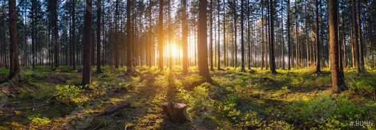 forest backlighted by golden sunlight before sunset panorama  : Stock Photo or Stock Video Download rcfotostock photos, images and assets rcfotostock | RC Photo Stock.: