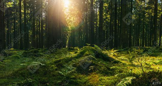 forest in autumn with bright sun shining through a Tree trunk  : Stock Photo or Stock Video Download rcfotostock photos, images and assets rcfotostock | RC Photo Stock.: